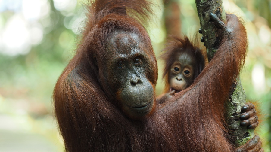 Orangutan SM Lamandau